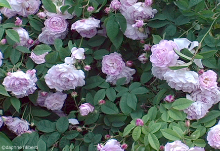 Duchesse d'Angoulême