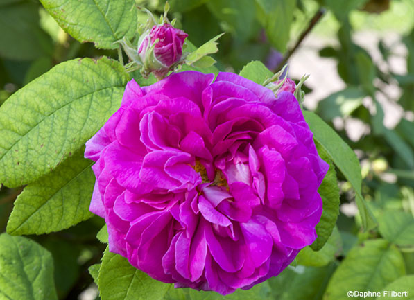Paeonienrose