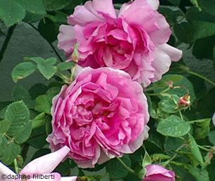 Tapetenrose at Goethes today
