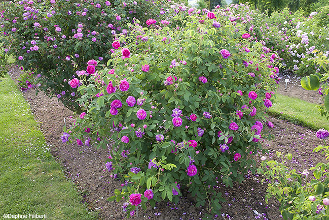 Tricolore: Gallica Rose