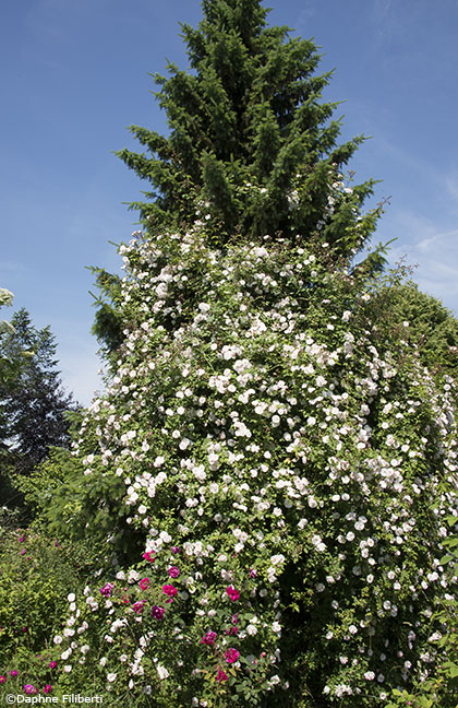 Venusta Pendula