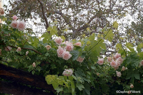 Belle Portugaise at Descanso Gardens