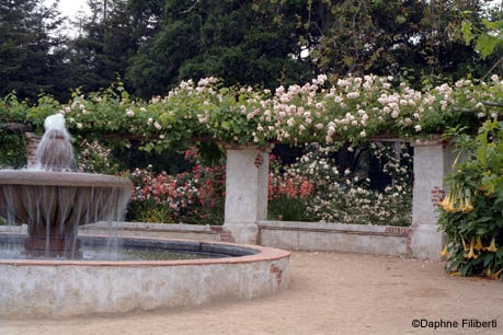 Belle Portugaise at Descanso Gardens