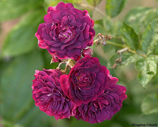 Bleu Magenta