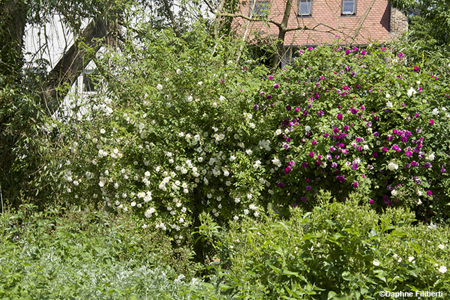 Russelliana