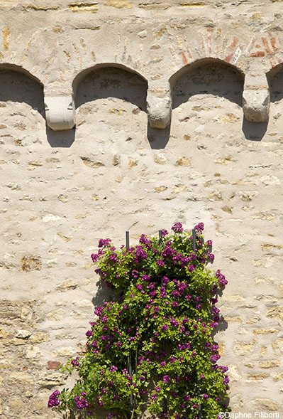 Violette