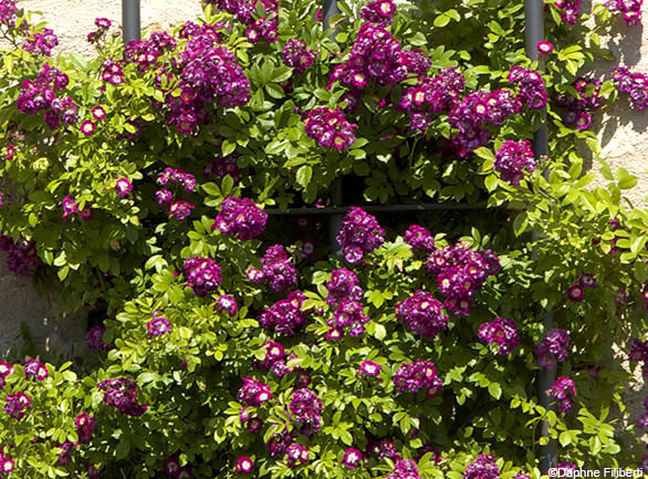 Violette