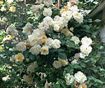 Dana&euml;