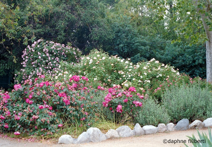 Hybrid Musks at Descanso Gardens