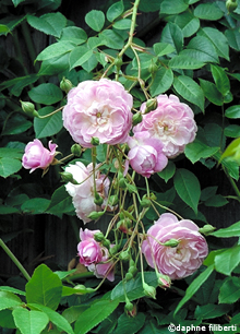 Spectabilis
