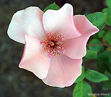 Dainty Bess