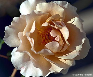 Julia's Rose