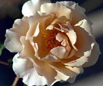 Julia's Rose