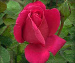 Red Radiance