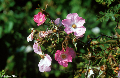 R. stellata mirifica x R. multibracteata