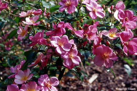 Trier x Mutabilis