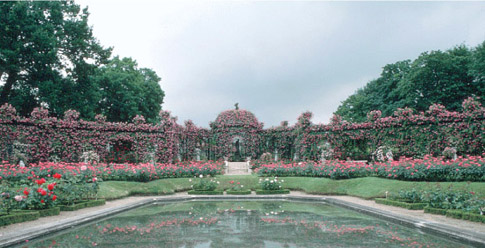 formal rose garden