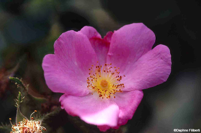R. x centifolia 'Andrewsii'