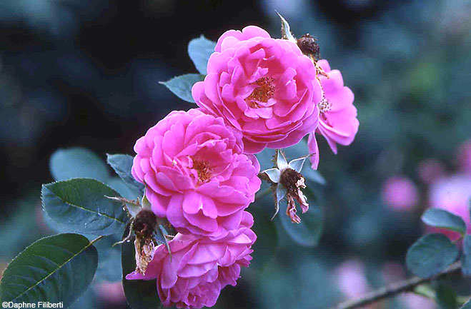Baron de Wassenaer