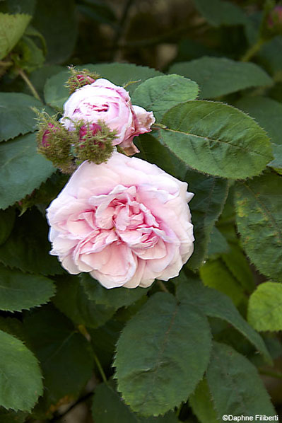 R. x centifolia muscosa