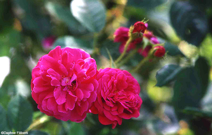 R. x centifolia 'Andrewsii'