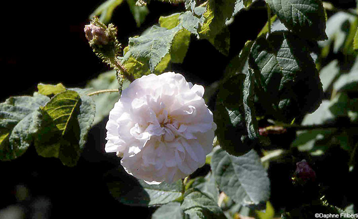 Comtesse de Murinais