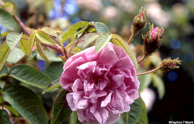 Baron de Wassenaer