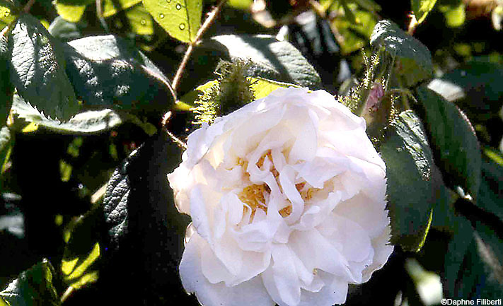 White Bath