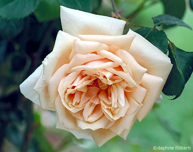 Bouquet d'Or