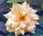 Rêve d'Or