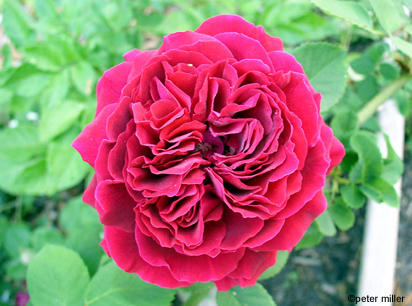 Black Prince