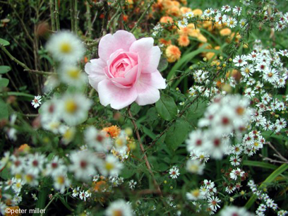 Cottage Rose