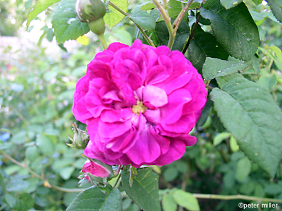 Hippolyte