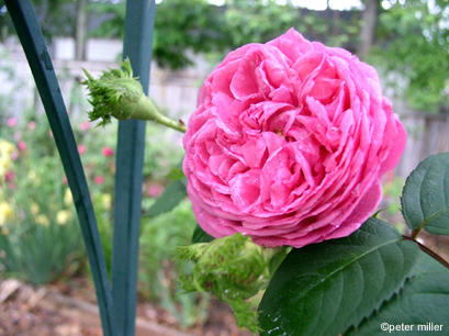 Crested Sweetheart