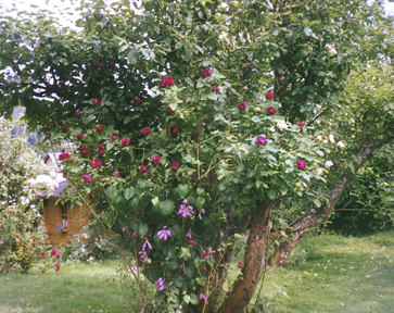 Baron Girod de l'Ain and clematis Margot Koster