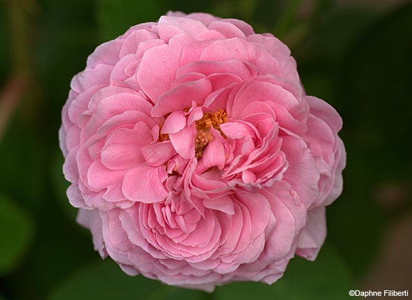 Comte de Chambord