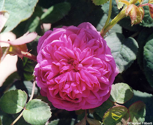 Rose de Rescht