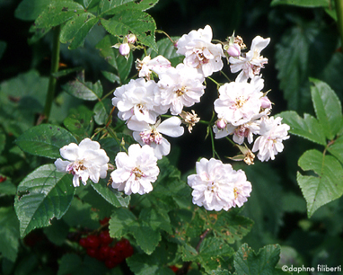 Paul's Himalayan Musk Rambler