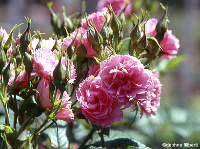Pink Grootendorst