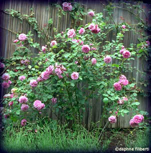 Magenta