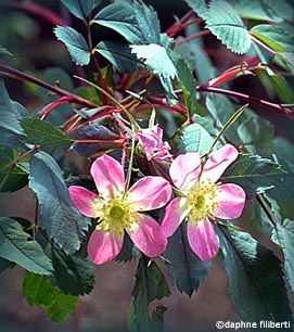 R. glauca or R. rubrifolia