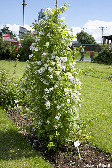 R. multiflora x R. x odorata