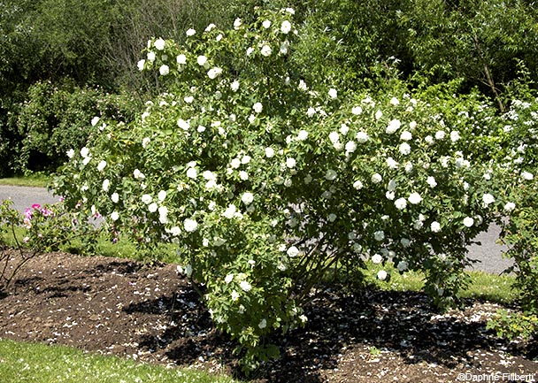 R. x alba L. vineticola