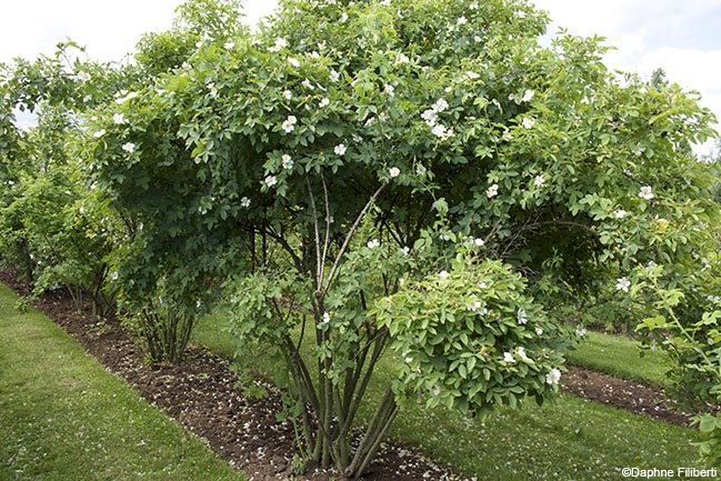 R. corymbifera var. imitata