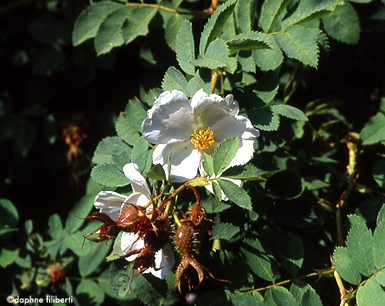R. fedtschenkoana