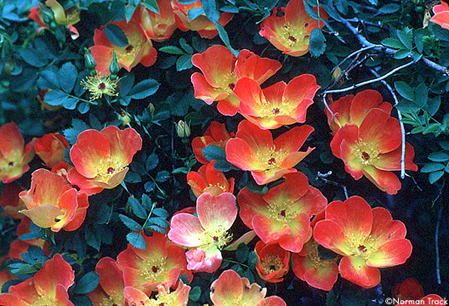 R. foetida bicolor, Austrian Copper