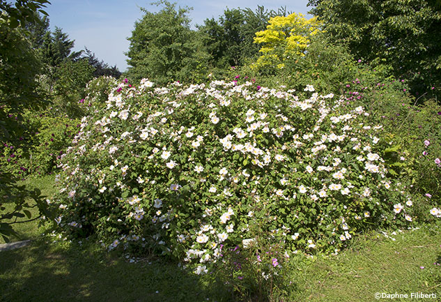 Rosa sancta