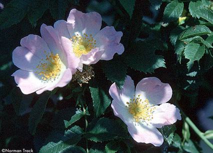 R. x paulii rosea