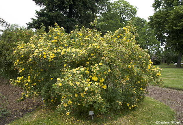 R. foetida persiana, Persian Yellow