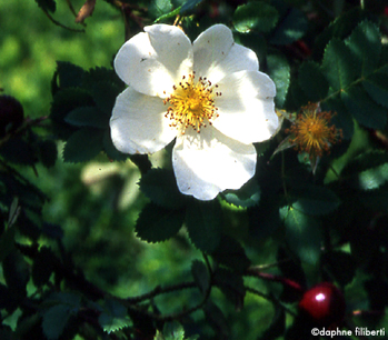 R. pimpinellifolia